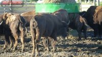 Bison Hay Feeder/Hay Hopper Feeder - Hutchinson, MN